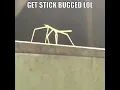 GET STICK BUGGED LOL EXTENDED REMAKE 10 HOURS