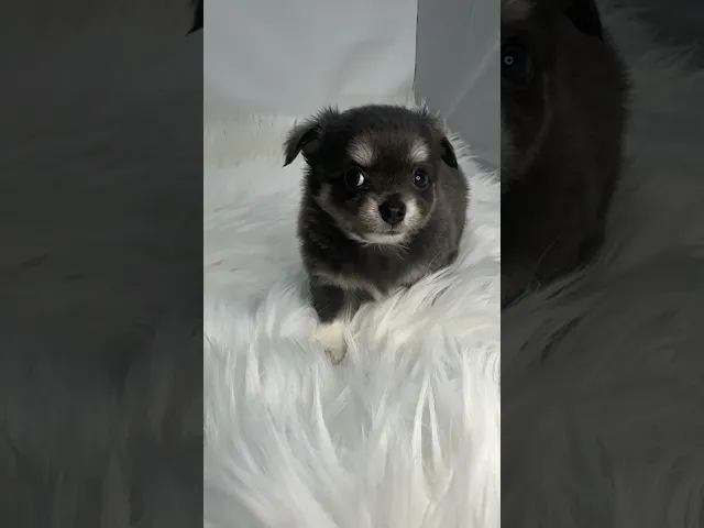動画