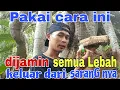 Download Lagu Cara mengeluarkan koloni lebah dari lubang yang sempit