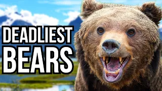 Download Ranking All 8 Bear Species From Least Deadly To Deadliest MP3