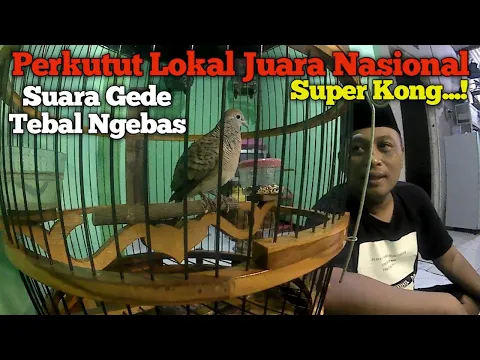 Download MP3 Perkutut Lokal Juara Nasional Suara Kong