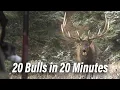 Download Lagu Bow Kills! Bulls and Bugles - Bow hunting at it's best!