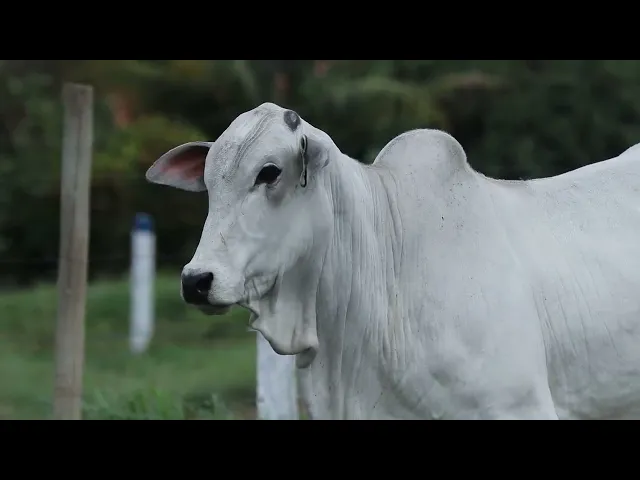 Novilha Nelore CMT - 526