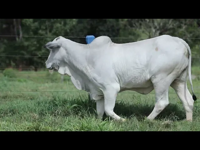 Novilha Nelore CMT - 526