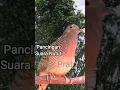 Download Lagu Pancingan Perkutut Lokal Gacor Suara Nutut