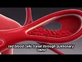 How Your Lungs Work While Running - 3D Medical Animation