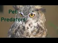 Dispelling myths about owl encounters in southern Arizona