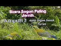 Suara Pikat Sogon Ampuh Atasi Sogon Susah Turun