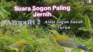 suara pikat sogon ampuh atasi sogon susah turun