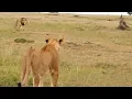Lagu Big male lion shows lioness how to deal with hyenas