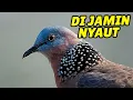 Download Lagu Suara TEKUKUR JANTAN 100% Ampuh untuk Memancing DERKUKU LAIN IKUTAN GACOR
