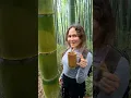 Download Lagu Survival Skills: How to Get Water from a Coconut Tree 🌴💧#ohd #survival #camping #bushcraft #skills