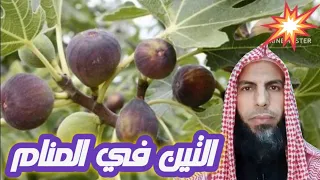 أكل التين شجرة التين التين في المنام شجعونا بالإشتراك في القناة 