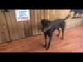 of adoptable pet named Dobi
