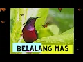 Download Lagu BELALANG MAS