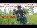 Download Lagu Cara Mikat Burung Ciblek Sawah || Poin 2ekor