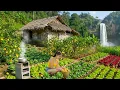 Download Lagu The process of harvesting 500kg of lemons in the garden and bringing them to the market to sell