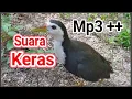Download Lagu Suara pikat Ruak ruak siang panggil 2 ruak | waterhen sound | night bird sound | voice chim quock