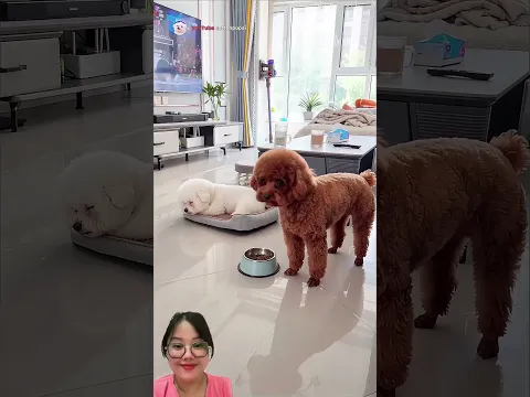 AKAN TERUS GANGGU BROWNIE!!! #cutedog #pets #funny
