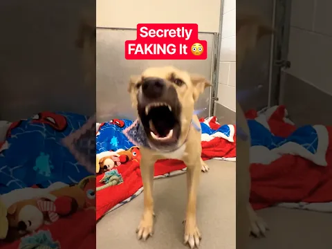 This AGGRESSIVE Dog Was Secretly Faking It