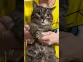 Download Lagu I'm here to stay with you🫶 #shorts #cat #funny