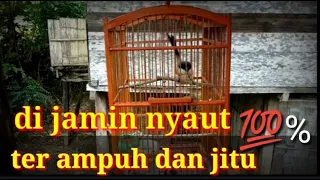 Download pentet gacor juara cocok untuk pancingan pentet malas jadi ikut gacor MP3