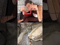 Download Lagu 🥺 #funny #cat
