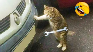Funny cats and dogs video #21 🤣