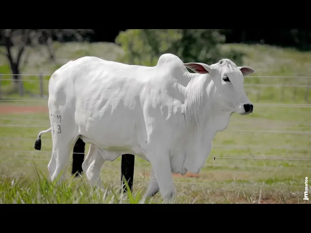Novilha Nelore AFOM - 5019