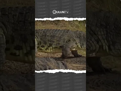 crocodile attacks on monkeys #uluntv #wildlife #wildtv #shorts
