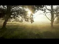 4 HOURS Forest Birdsong | Wellbeing Boost | Wisconsin Northwoods