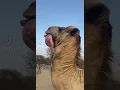 Camel vomiting stomach