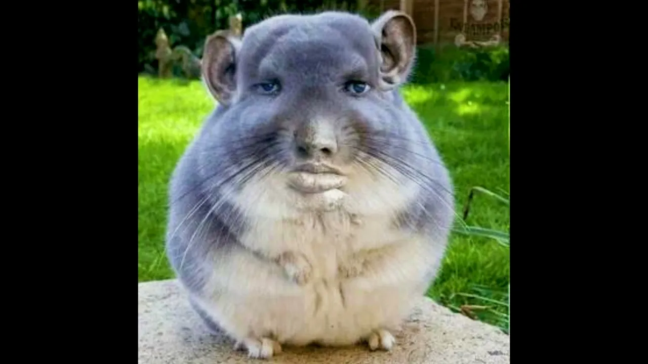 Hamster asmr