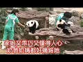 Download Lagu EP2🐼9月1日家姐加加和細佬得得都在樹上休息,當奶爸奶媽進場,家姐立即從樹上下來,她好乖巧,奶爸奶媽都輪流為她按摩,遞上竹葉,但細佬全程在樹上食花生,但相信他一定看得心癢癢😂😂