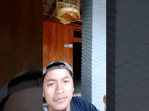 Burung emprit full isian
