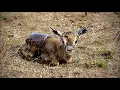 Download Lagu Abandoned Baby Gazelle Fighting to Find its Feet to Find Mom