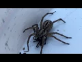Wolf Spider Vs Black Widow