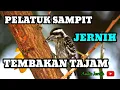 Download Lagu MASTERAN PELATUK SAMPIT GACOR I PELATUK BERAS SUARA JERNIH MP3