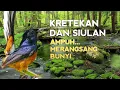 Download Lagu SUARA PANCINGAN MURAI BATU biar Emosi Bunyi NYAUT BONGKAR MATERI ISIAN Ampuh buat TERAPI MURAI BATU 