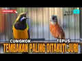Download Lagu 🔴MASTERAN CUCAK CUNGKOK VS TEPUS KEPALA ABU MEWAH GACOR cocok buat murai batu, cucak ijo, konin