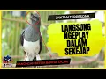 Download Lagu Suara Kacer Betina Memancing Kacer Jantan | Pancingan Kacer Jantan Bikin Terpancing Emosi Birahinya