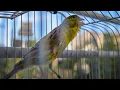 Download Lagu Spanish Timbrado Classico - Canary singing video