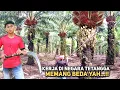 Download Lagu Senangnya Panen Sawit Di Malaysia Tidak Banyak Peraturan Tapi Gajinya Lumayan