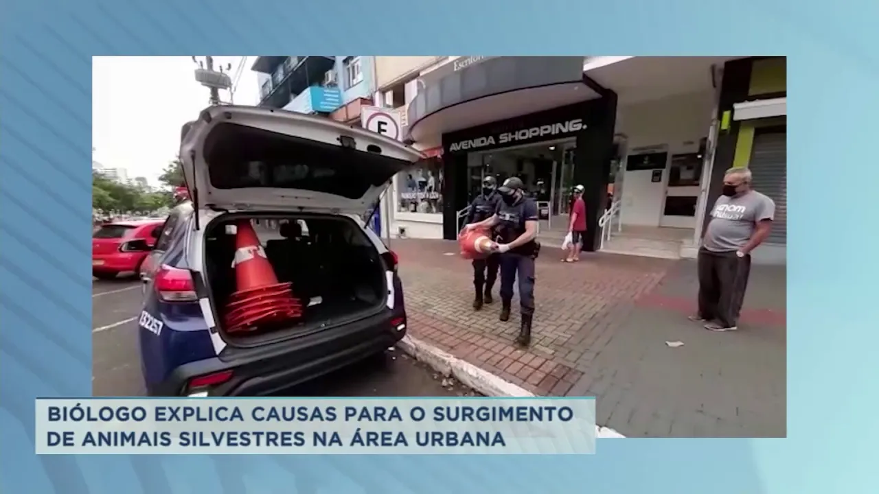 Ratão-do-banhado pesando mais de 4kg surpreende pedestres no centro de Chapecó