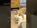 cutest cats 2022