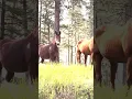 Download Lagu A Mule’s sound is always funny 🐴 #mule