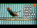 Download Lagu PRENJAK KEPALA MERAH GACOR DOR BIKIN PRENJAK LAIN IKUTAN NYAUT GACOR EMOSI FULL