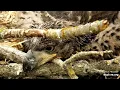 Decorah Eagles - North Nest powered by EXPLORE org Mazs ieskats erglenu dzive 5 05 2022