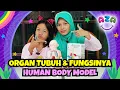 Download Lagu Belajar Mengenal Organ Dalam Tubuh Manusia dan Juga Fungsinya, Mainan Human Body Model - Aza Kiddoz