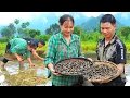Download Lagu Husband \u0026 Wife Suddenly Harvest Giant snails together - Cook delicious meals | Phuc An Daily Life